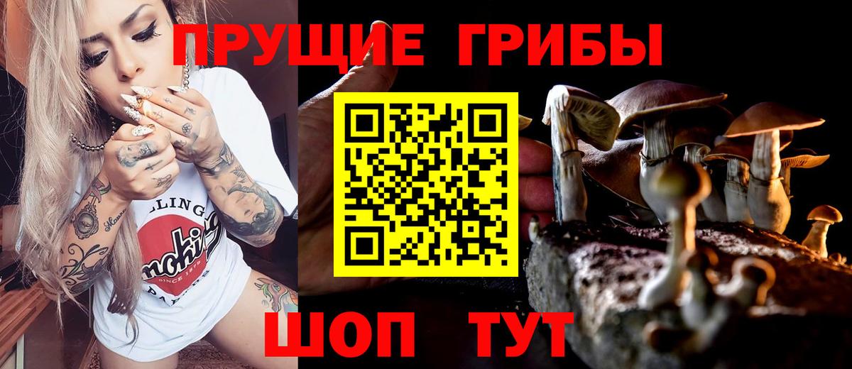 Галлюциногенные грибы Psilocybe Северобайкальск